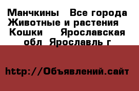 Манчкины - Все города Животные и растения » Кошки   . Ярославская обл.,Ярославль г.